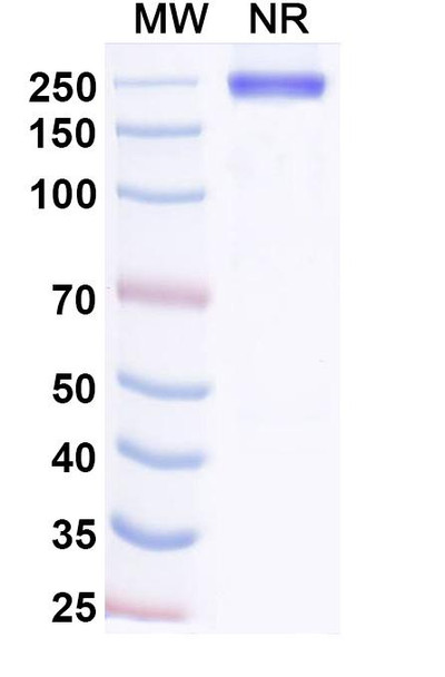 Adakitug Antibody - SDS-PAGE