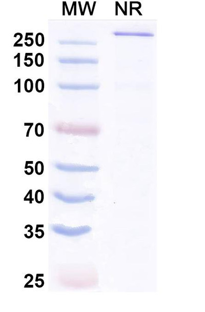 Aplitabart Antibody - SDS-PAGE