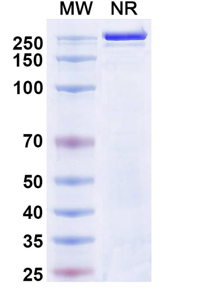 Atigotatug Antibody - SDS-PAGE