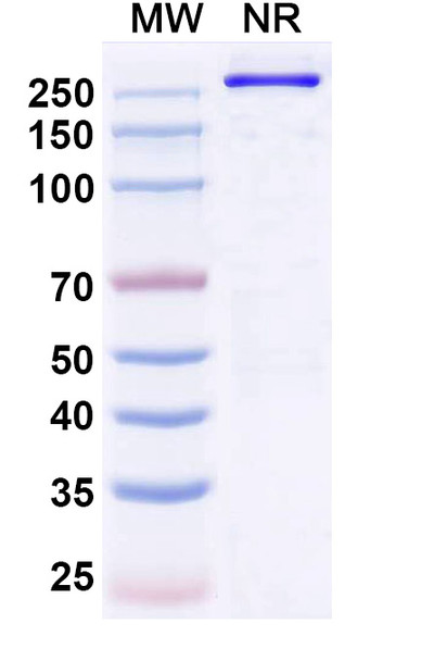 Denikitug Antibody - SDS-PAGE