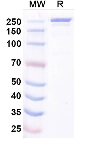 Ocankitug Antibody - SDS-PAGE