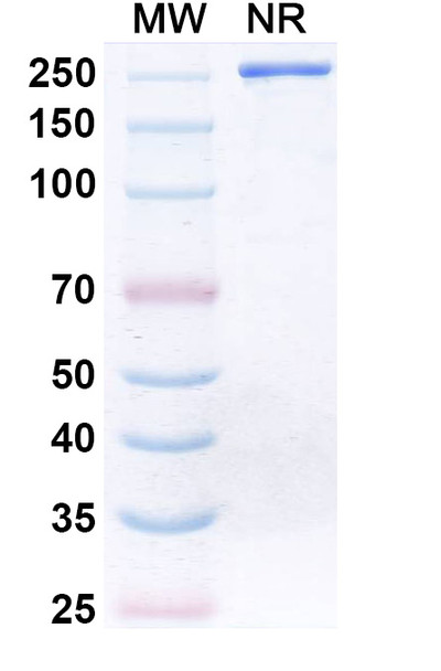Donitabart Antibody - SDS-PAGE