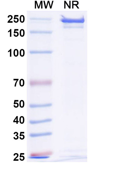 Etentamig Antibody - SDS-PAGE