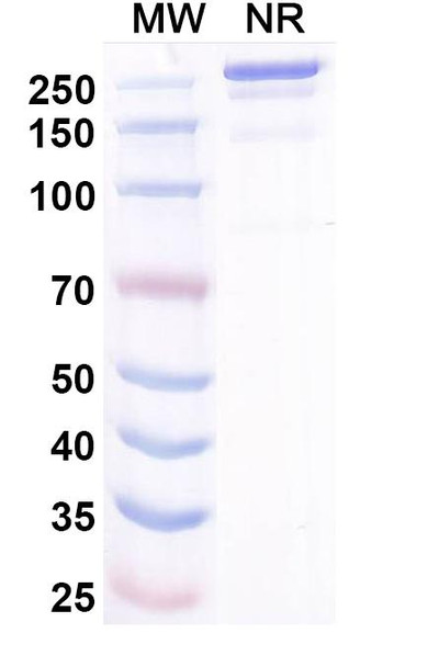 Misitatug Antibody - SDS-PAGE