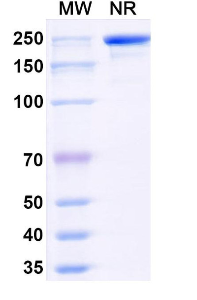 Navenibart Antibody - SDS-PAGE