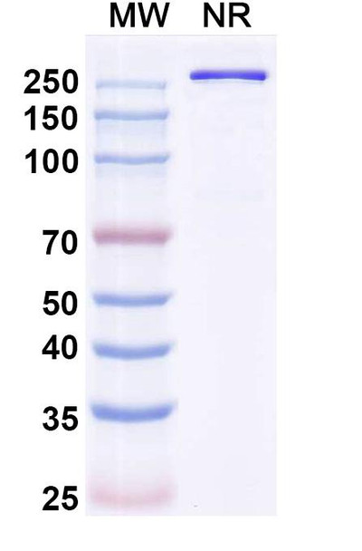 Olintatug Antibody - SDS-PAGE