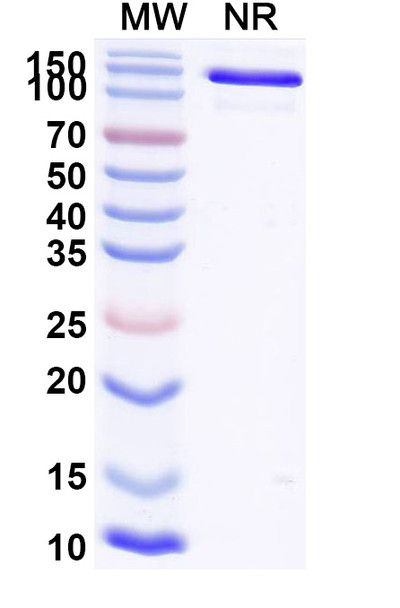 Ozureprubart Antibody - SDS-PAGE