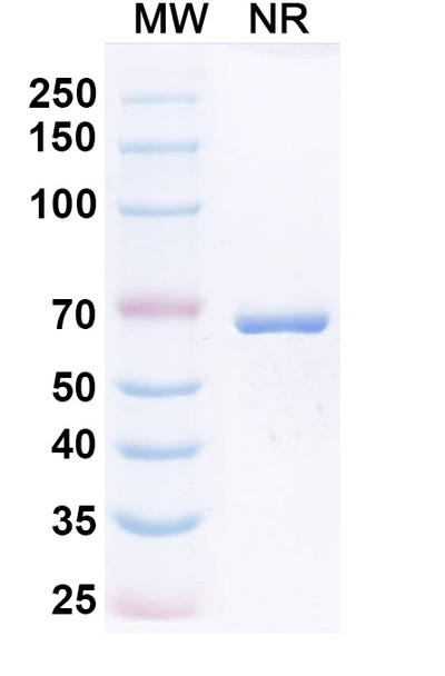 Podentamig (Research-Grade) - SDS-PAGE