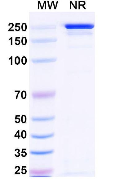 Tazlestobart Antibody - SDS-PAGE
