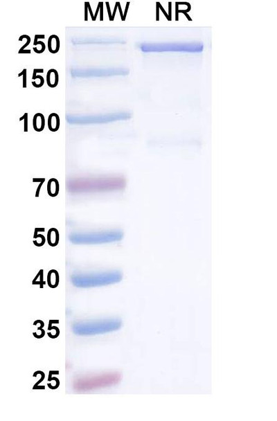 Tilatamig Antibody - SDS-PAGE