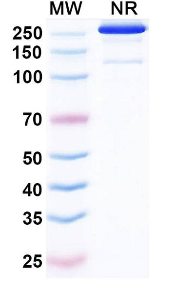 Etakafusp Alfa (Research-Grade) - SDS-PAGE