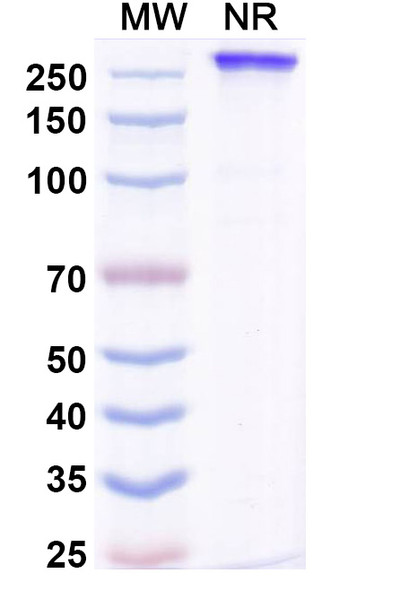 Lucorafusp Alfa (Research-Grade) - SDS-PAGE