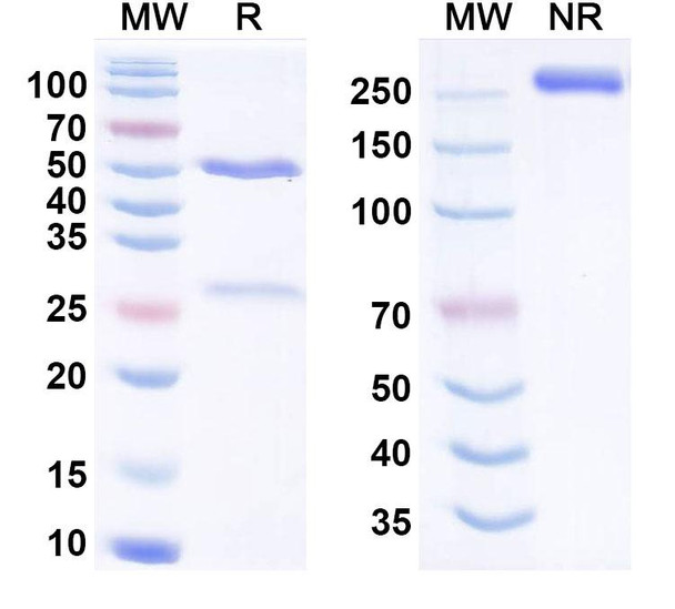 Human CFB Antibody (SAR-443809) - SDS-PAGE