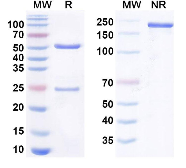 Human Complement C2 Antibody (ARGX-117) - SDS-PAGE