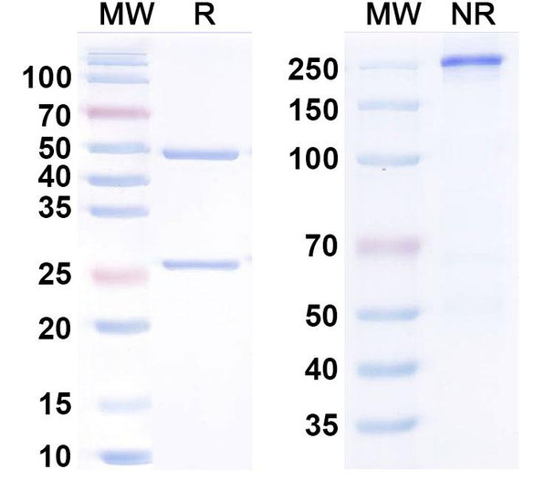 Human IL11 Antibody (BI 765423) - SDS-PAGE