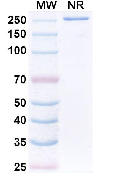 Sphingomab Antibody - SDS-PAGE