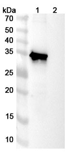 Human TERM2 Antibody (DNL919-ATV) - WB