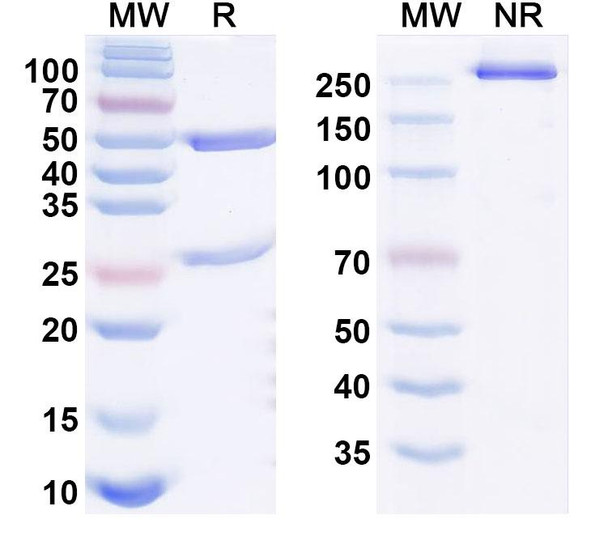 Adimanebart Antibody - SDS-PAGE
