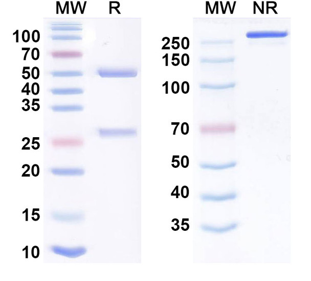 Imneskibart Antibody - SDS-PAGE