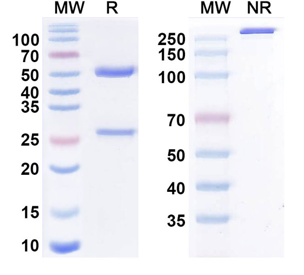 Retavibart Antibody - SDS-PAGE