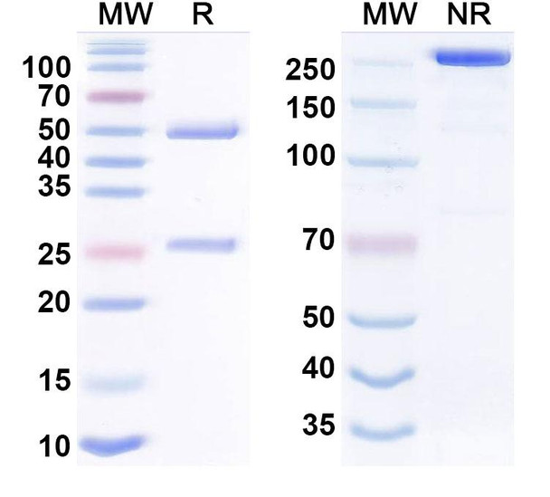 Vecantoxatug Antibody - SDS-PAGE