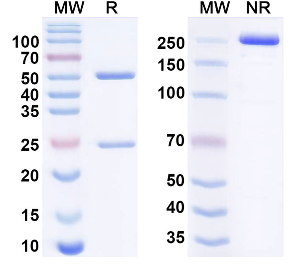 Futermestotug Antibody - SDS-PAGE