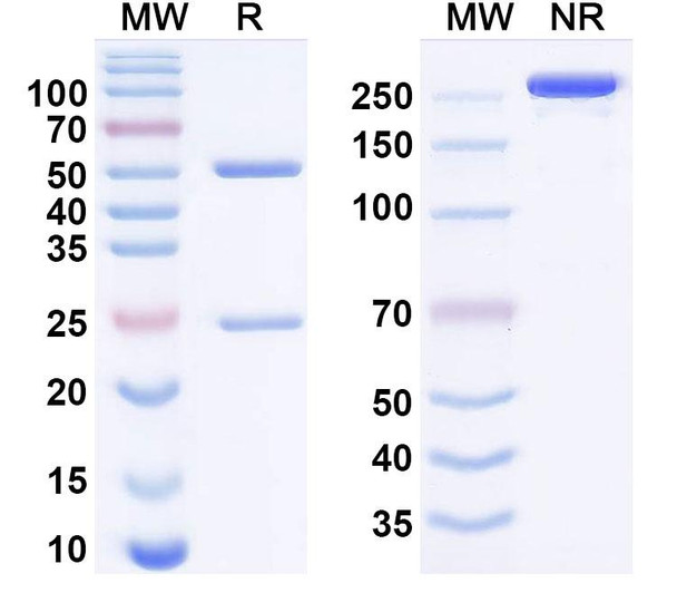 Alpitatug Antibody - SDS-PAGE
