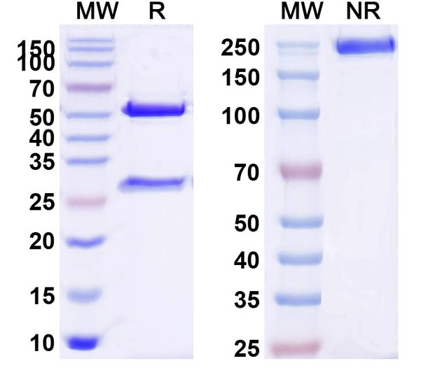 Tixestobart Antibody - SDS-PAGE
