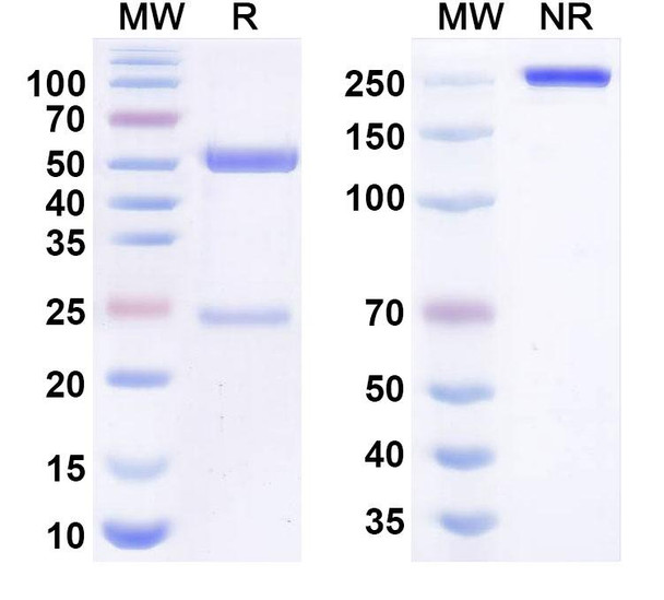 Lotivibart Antibody - SDS-PAGE