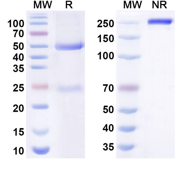 Abazistobart Antibody - SDS-PAGE