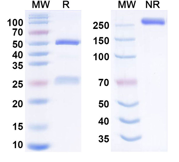 Mavrostobart Antibody - SDS-PAGE