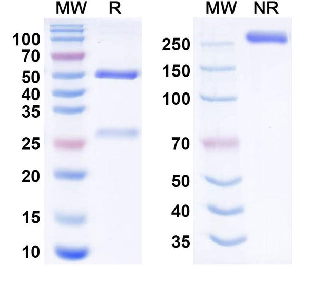 Exerenibart Antibody - SDS-PAGE