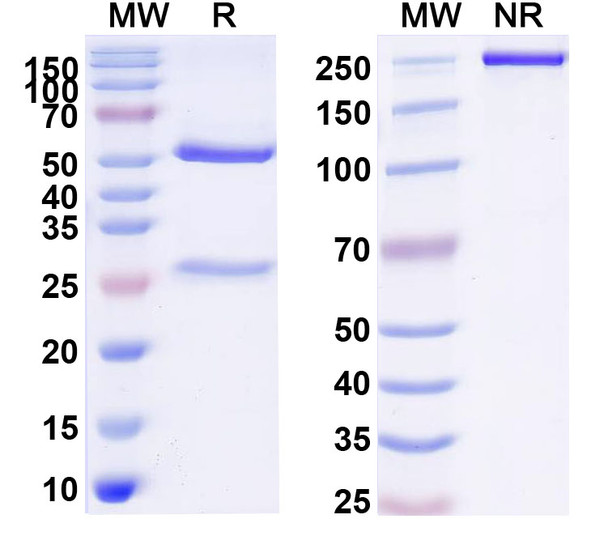 Bulumtatug Antibody - SDS-PAGE