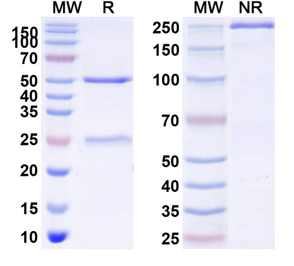 Nivisnebart Antibody - SDS-PAGE