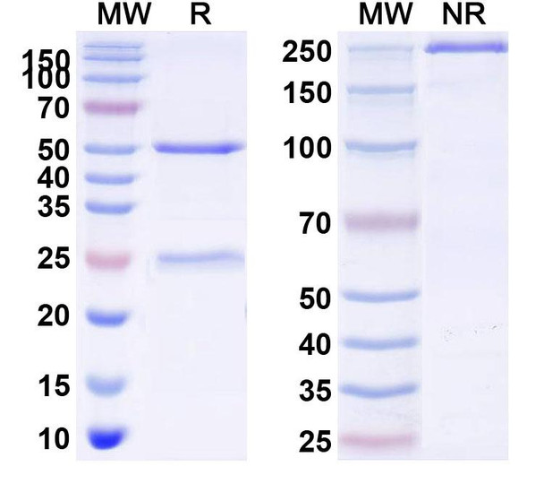 Nivisnebart Antibody - SDS-PAGE