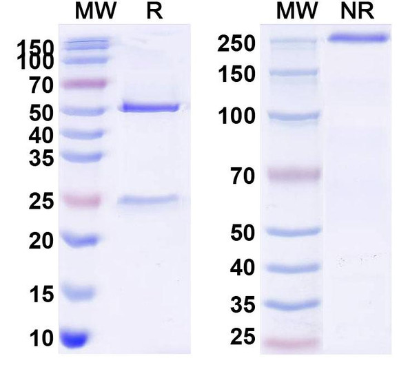 Human STEAP2 Antibody (AZD0516) - SDS-PAGE