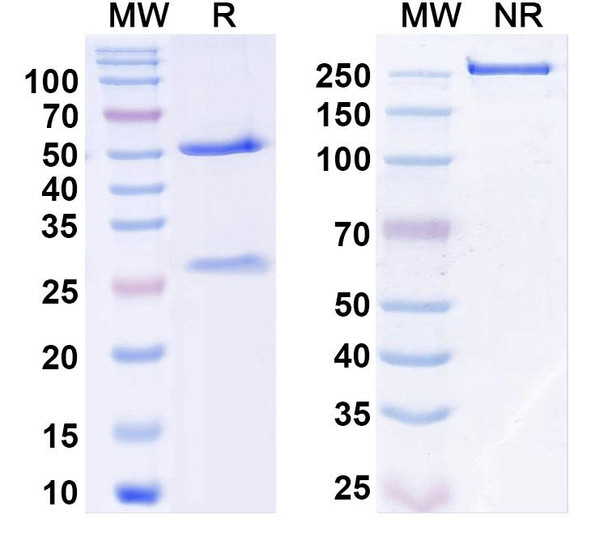 Efungumab Antibody - SDS-PAGE
