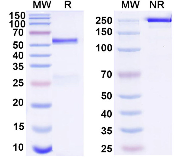 Glutazumab Antibody - SDS-PAGE