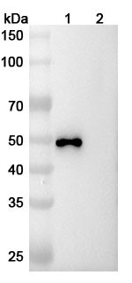 Rafivirumab Antibody - WB