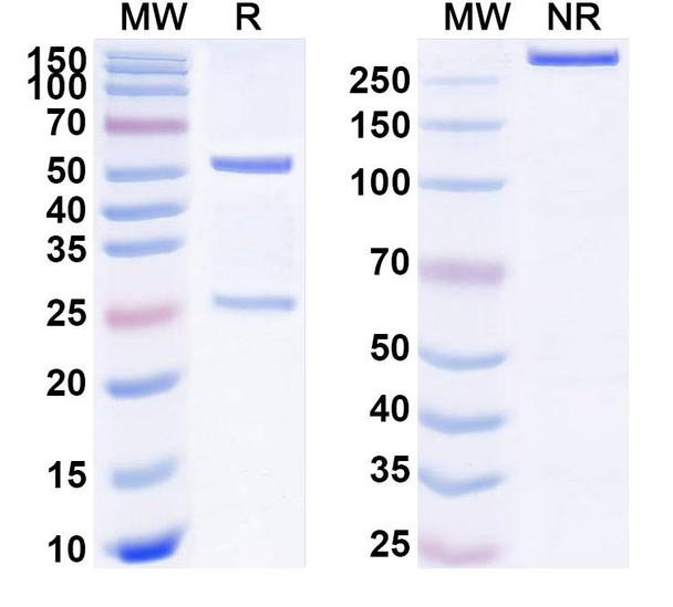 Ipsoprubart Antibody - SDS-PAGE