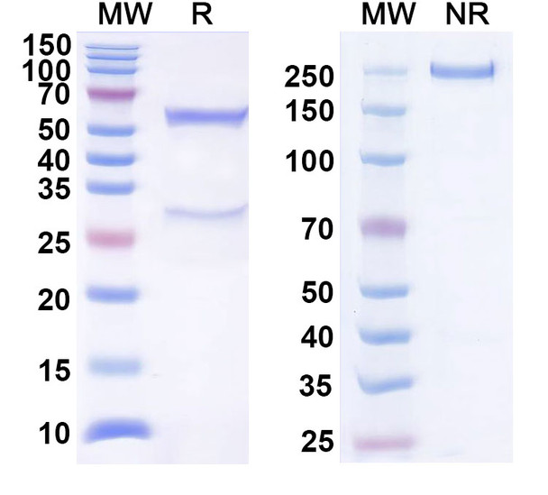 Roltotatug Antibody - SDS-PAGE