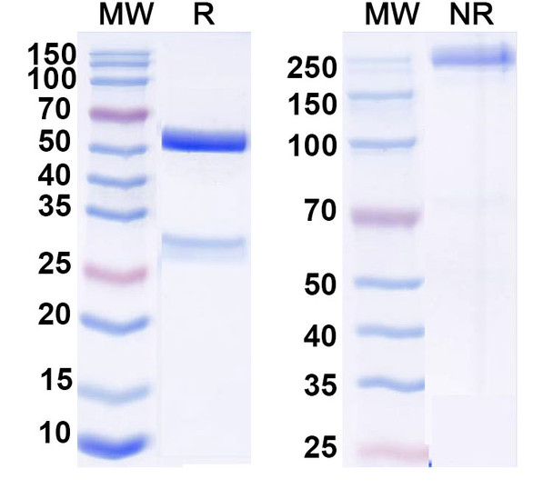 Sanritatug Antibody - SDS-PAGE