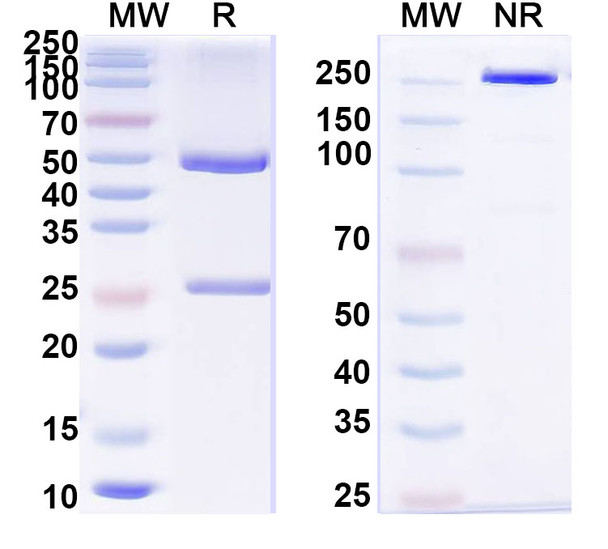 Varsetatug Antibody - SDS-PAGE