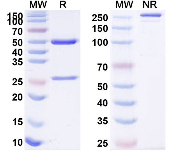Zarutatug Antibody - SDS-PAGE