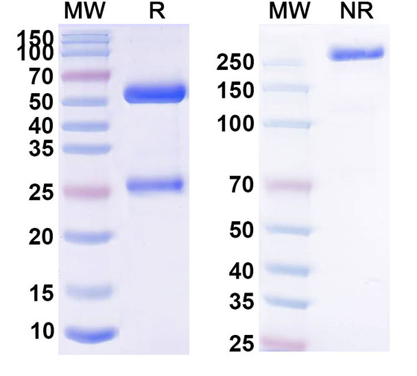 Human CD4 (Campath-9H) Antibody - SDS-PAGE