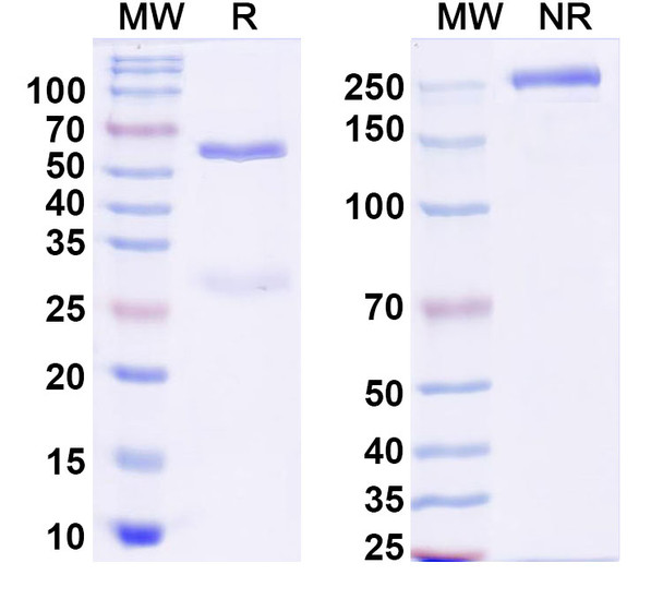 Anti-Human Lambda light chain Monoclonal Antibody (1A181) - SDS-PAGE