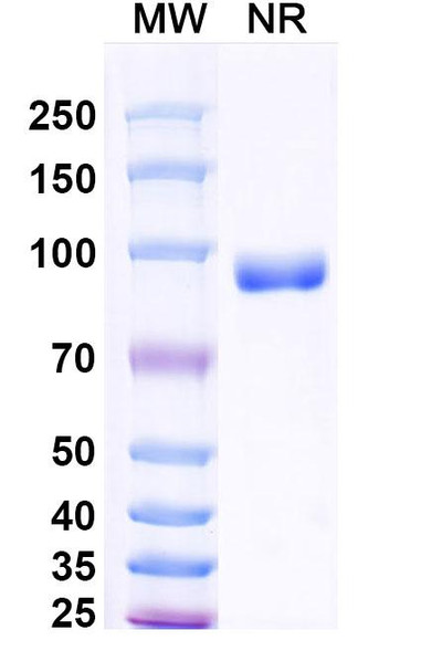 Cendakimab Recombinant Monoclonal Antibody - SDS-PAGE