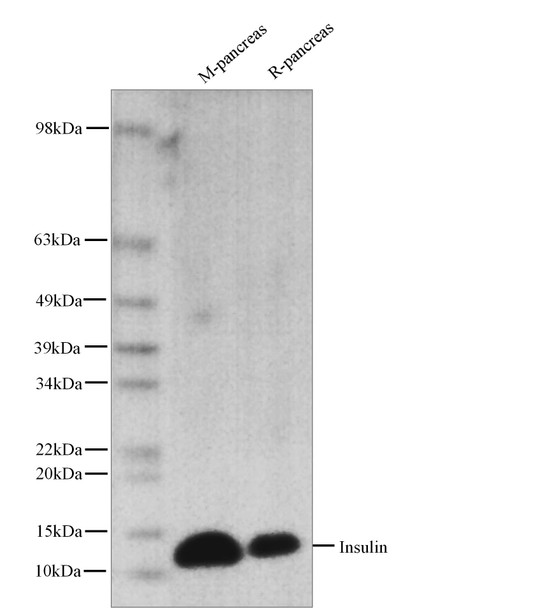 Recombinant Insulin Monoclonal Antibody (AGEL5361)