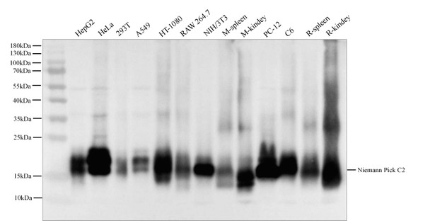Recombinant NPC2 Monoclonal Antibody (AGEL5363)