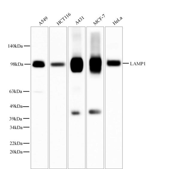 Recombinant LAMP1/CD107a Monoclonal Antibody (AGEL5365)